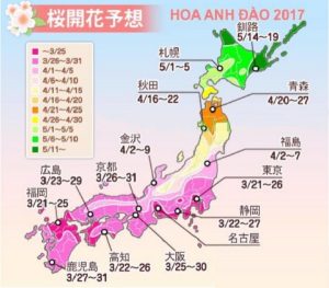 Lịch ngắm hoa anh đào năm 2017 tại tất cả các vùng của Nhật Bản